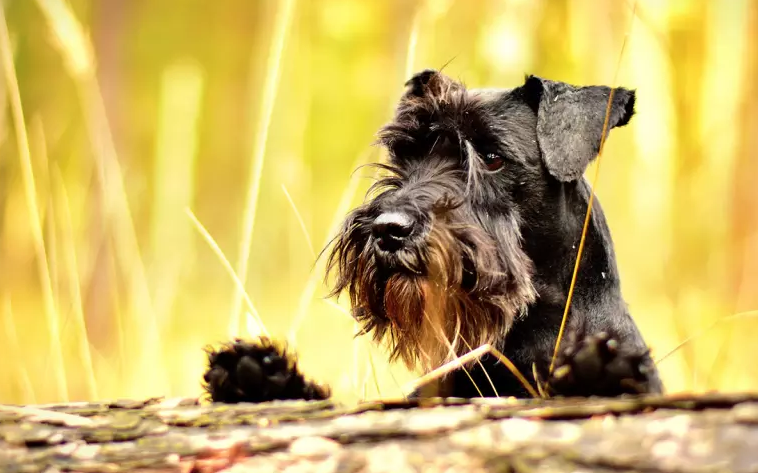 Illustration de l'article : 10 races de chiens considérées comme les plus enclines à l'apprentissage
